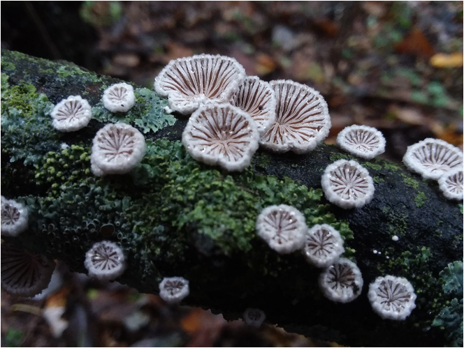 Schizophyllum commune (Fries) Figure 4